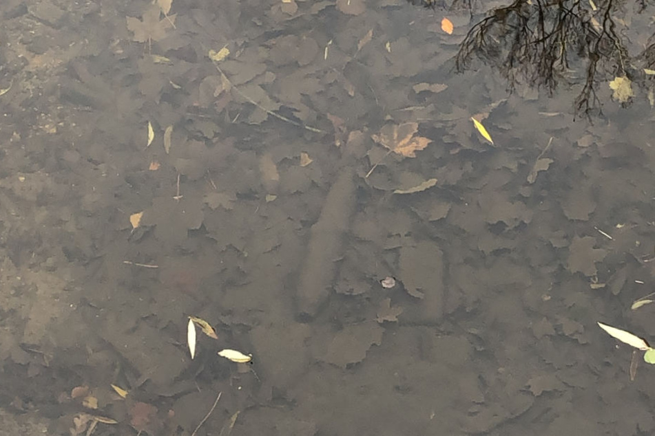 Auf den ersten Blick sah dieser Gegenstand im Wasser der Schwentine nach einer Bombe aus.