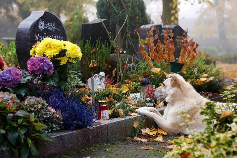 Ein Hund liegt an einer Grabstelle auf einem Tierfriedhof in Berlin.