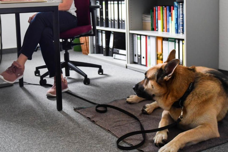 Tiere am Arbeitsplatz haben positive Effekte auf das gesamte Arbeitsklima. (Symbolbild)