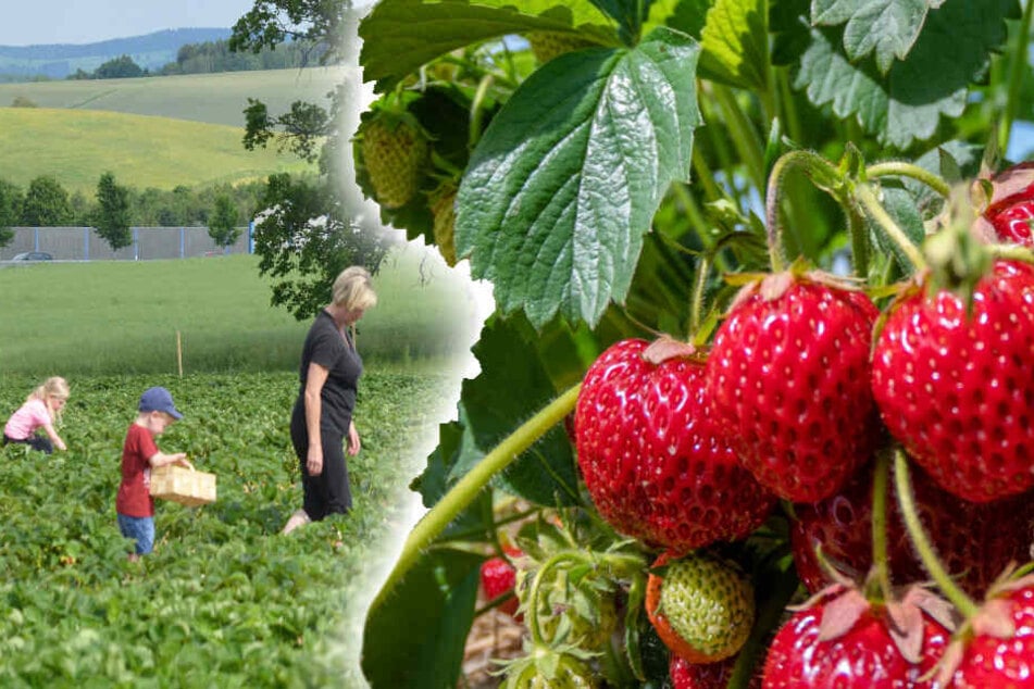 Lecker Hier Konnt Ihr Rund Um Leipzig Selber Erdbeeren Pflucken