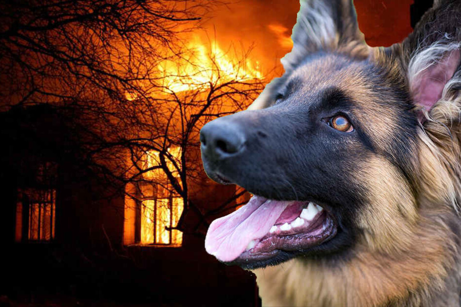 Die Wohnung ist nach dem Brand nicht mehr bewohnbar, zwei Hunde kamen dabei ums Leben. (Symbolbild)