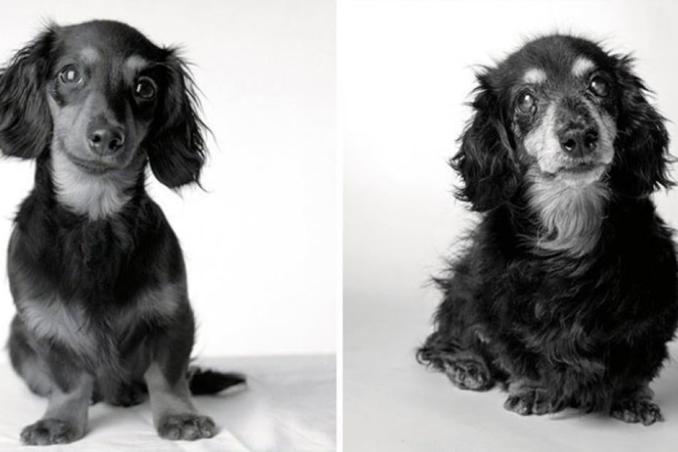Sooo süß! Auch Hunde bekommen graue Haare und ein ...