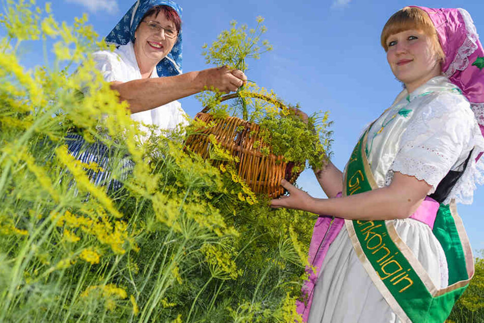 Gisela Christl (l. "Spreewald Christl") und Angelique Fengler ("alte" Spreewälder Gurkenkönigin) standen zum offiziellen Erntestart der Spreewälder Gurken in sorbisch-wendischen Trachten zwischen Reihen mit blühenden Dill auf einem Feld.
