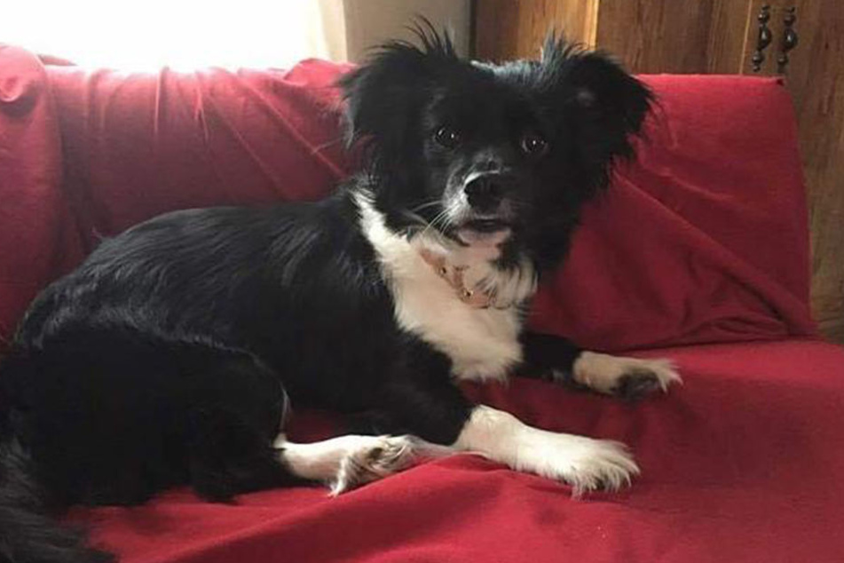 Der kleine Held: Chihuahua-Mix Bear.