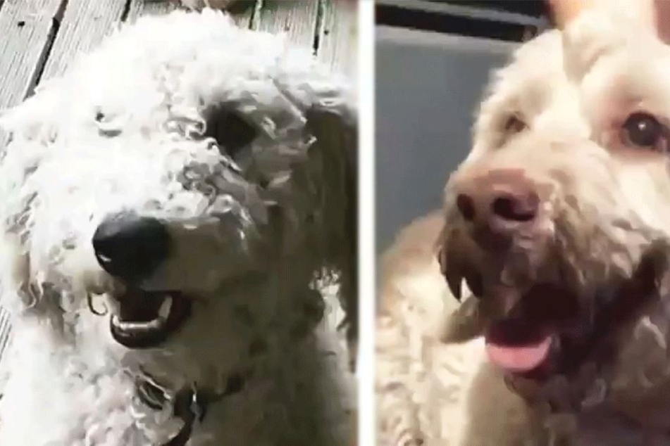 Die Hunde sahen sich nicht wirklich ähnlich.