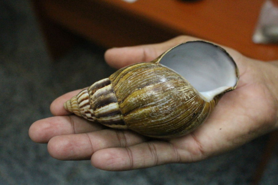 Die Schnecke überträgt gefährliche Krankheiten.