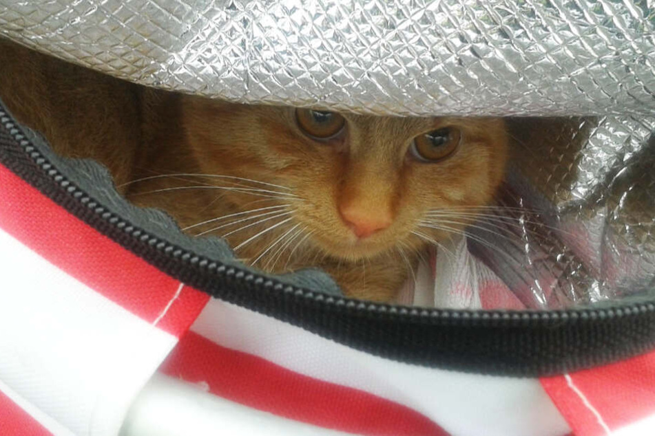 Der Kater wurde in einer Kühltasche ausgesetzt.
