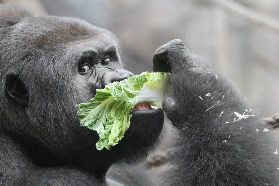 Der Lebensraum der Gorillas ist gefährdet und damit auch die Tiere.