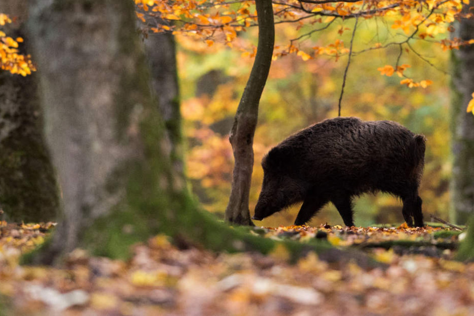 Statt wie bisher 50.000 sollen 100.000 Wildschweine abgeschossen werden. (Symbolbild)