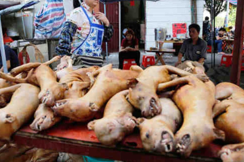 Für ein Straßen-Festival: Hundefleisch wird in China zum Verkauf angeboten.