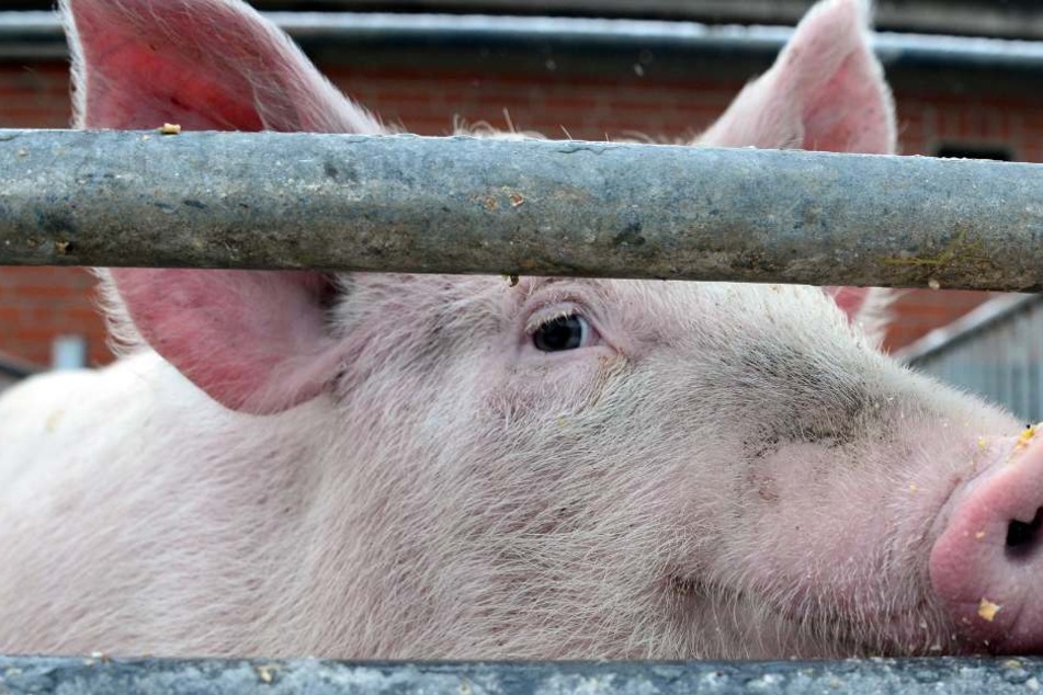 500 Schweine starben, weil die Lüftungsanlage ausfiel. (Symbolbild)