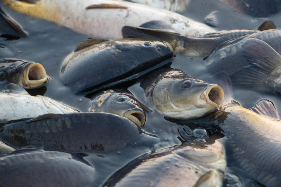 Sinkende Pegelstände können für Fische tödliche Konsequenzen haben (Archivbild).