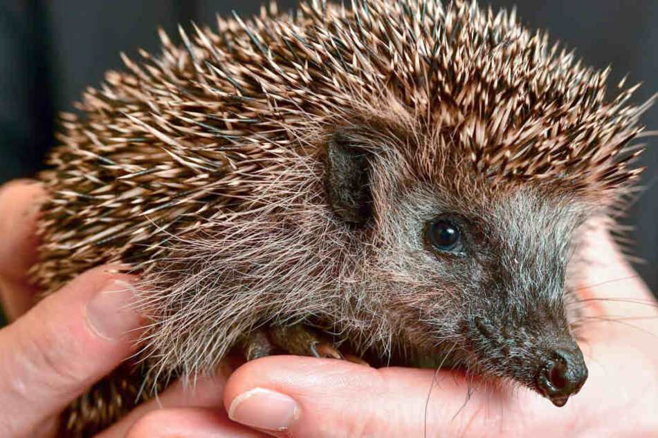 Der Igel wurde nach der Rettungsaktion in die Freiheit entlassen. (Symbolbild.)