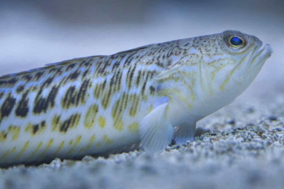 Der Fisch fühlt sich besonders im seichten Wasser wohl.