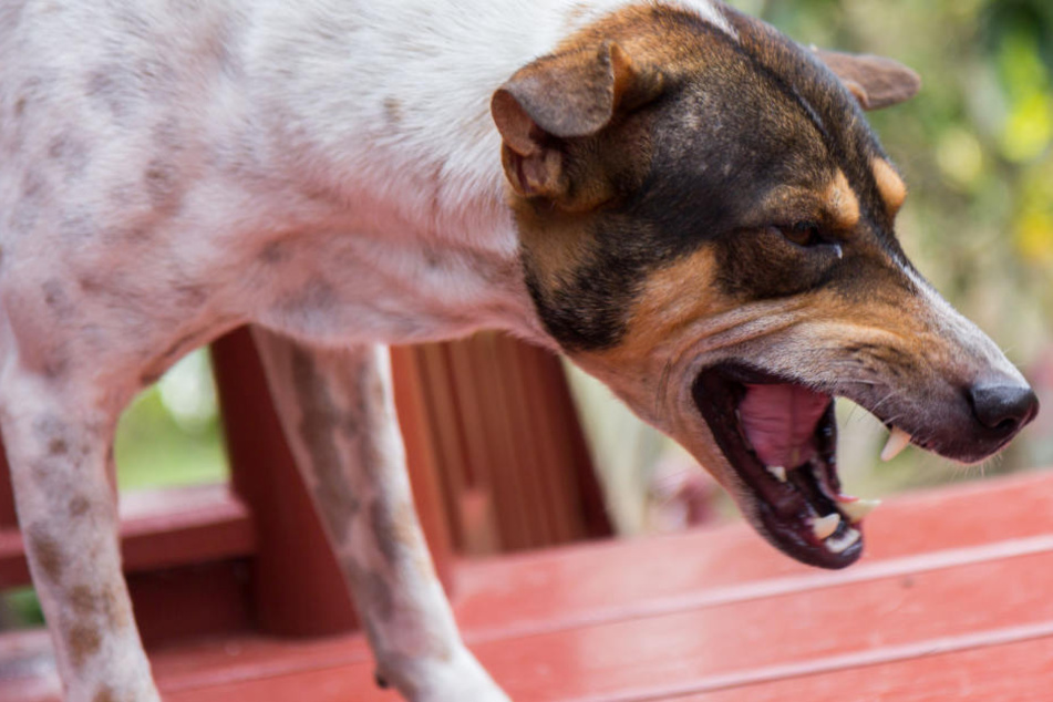 Bislang fiel glücklicherweise nur ein Hund den ausgelegten Ködern zum Opfer. Ein Tierarzt-Besuch verhinderte schlimmeres (Symbolbild).