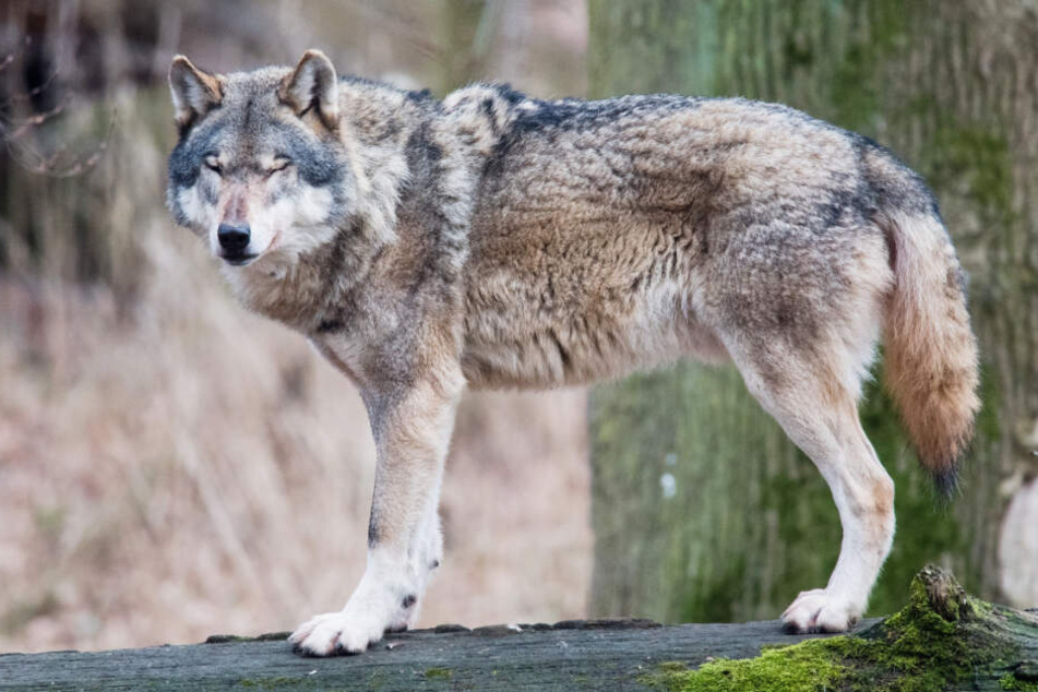 Der Wolf ist inzwischen wieder heimisch in Deutschland.