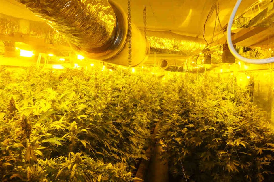 Rund 2000 Cannabis-Pflanzen fand die Polizei auf der Plantage.