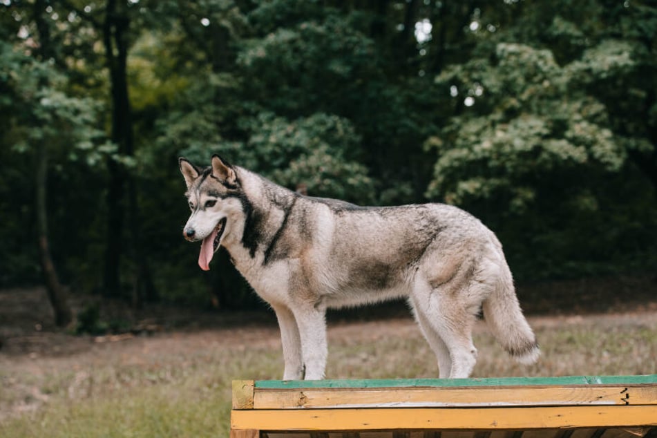Können Hunde tatsächlich Krebs erschnüffeln? (Symbolbild)