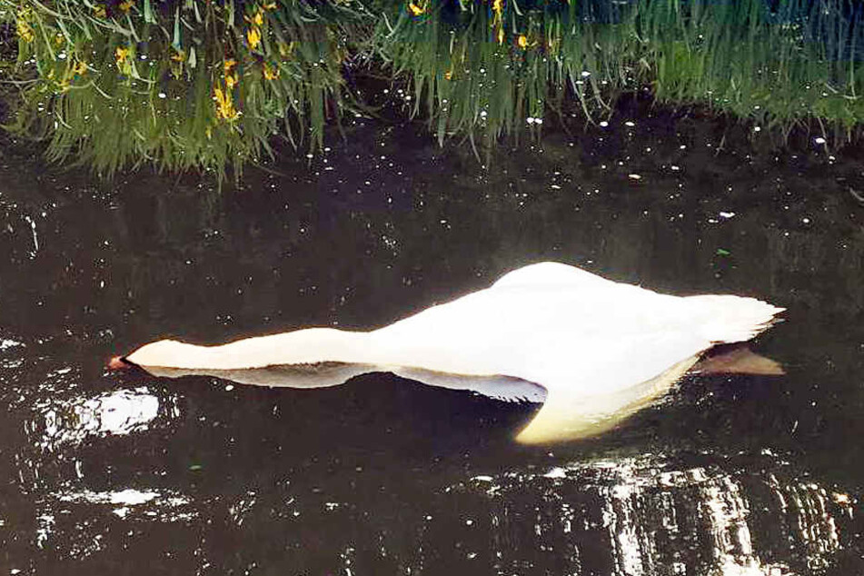 Der Schwanenpapa wurde tot im Schloßteich gefunden.