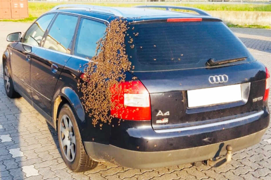 Ein Bienenschwarm hat sich auf einem Auto in Sittensen niedergelassen.