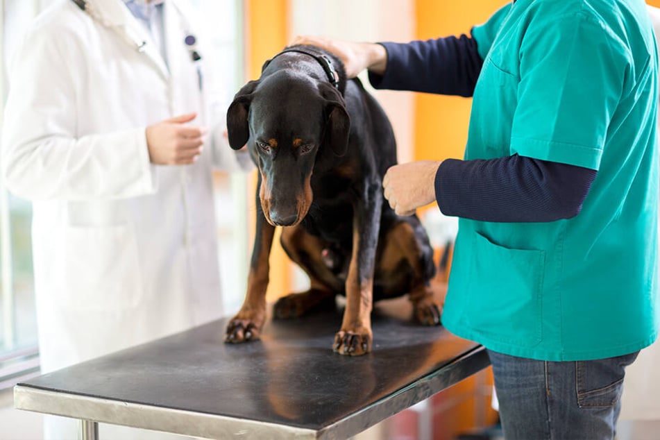 Hundebesitzer, die Ungewöhnliches an ihrem Vierbeiner feststellen, sollten möglichst bald zum Tierarzt gehen. (Symbolbild)