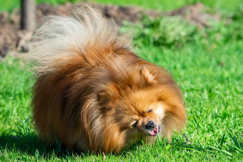 Nom, nom, nom: Hin und wieder fressen Hunde Gras.