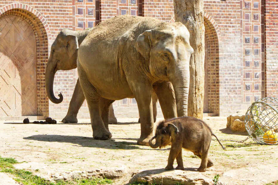 Wie soll der kleine Elefantenbulle aus dem Leipziger Zoo heißen?