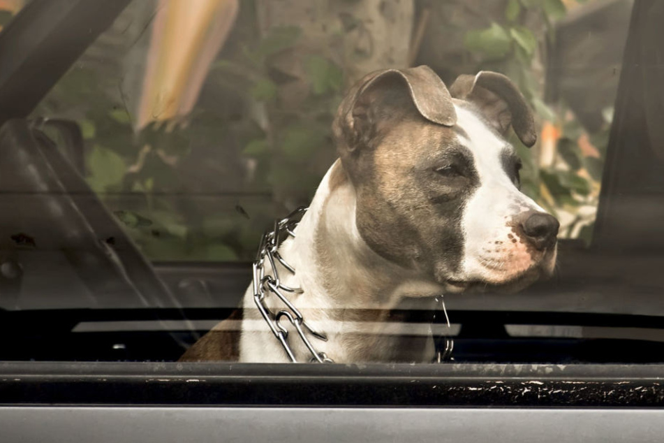 Der Hund saß in dem warmen Auto fest. (Symbolbild)