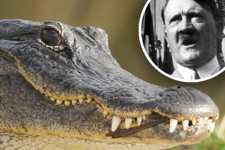 Der Alligator ist putzmunter und kann im Moskauer Zoo besichtigt werden. (Bildmontage)