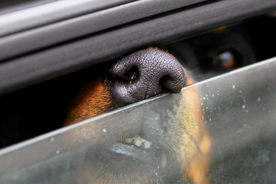 Nichtmal einen kleinen Schlitz am Fenster hatten die Besitzer offen gelassen. (Symbolbild)