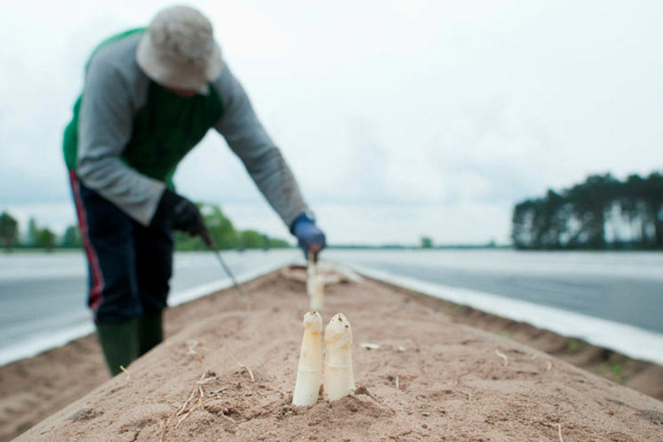 Ende der Woche startet in Sachsen die Spargelernte. Der Verband der Spargelanbauer erwartet eine gute Ausbeute.