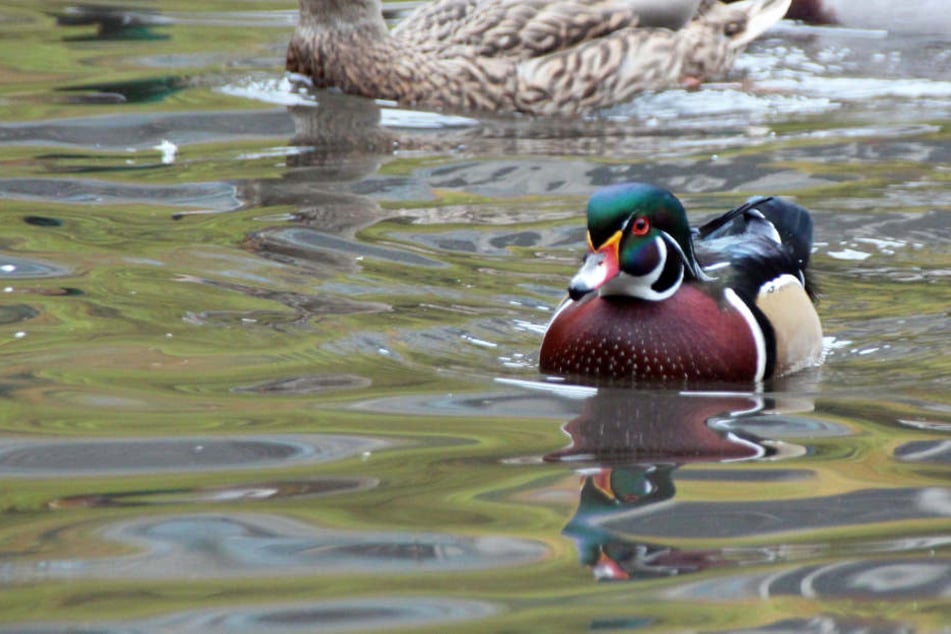 Ein Jäger ist während der Jagd nach Enten in das eiskalte Wasser gefallen. (Symbolbild)
