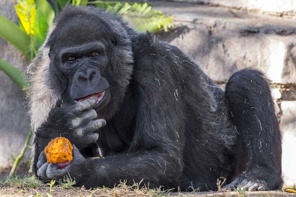Im Alter von 60 Jahren starb Gorilla-Dame Vila jetzt im Safari Park in San Diego.