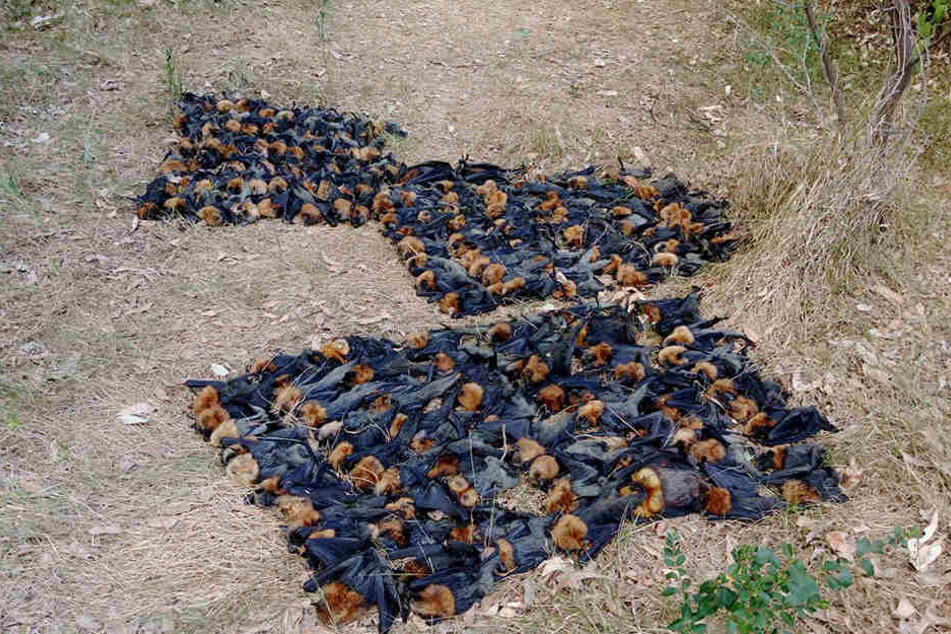 Die enorme Hitze macht den Flughunden den Garaus.