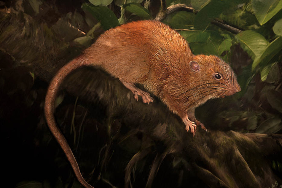Riesenratten Kaufen Riesenratten Kaufen