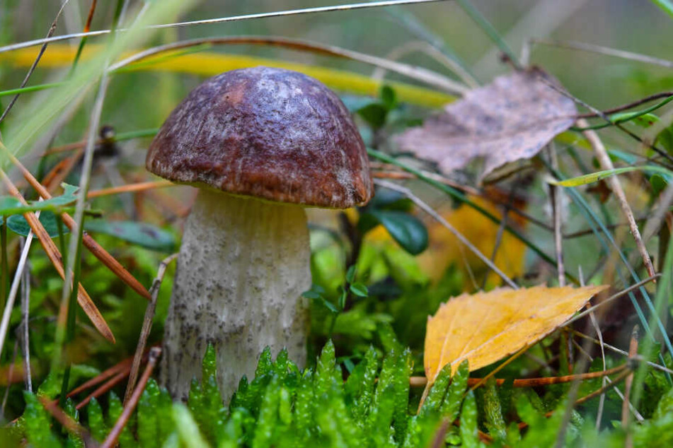 Bratwurst, Aufschnitt, Wiener-Würste: Alles hergestellt aus Pilz-Pulver.
