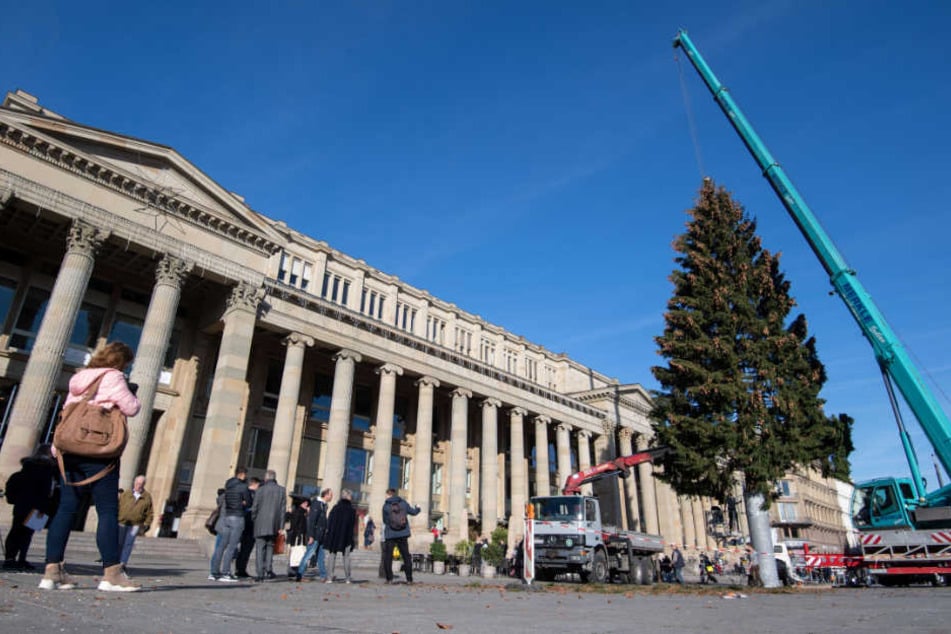 Die Rotfichte ist 25 Meter ist hoch und 55 Jahre alt.