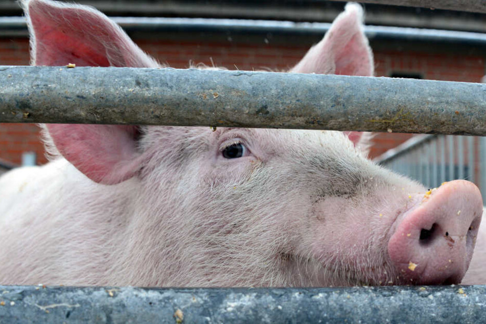 Nach dem Nachweis der Schweinepest bei zwei toten Wildschweinen in Belgien wächst die Angst vor einem Ausbruch der Tierseuche in NRW.