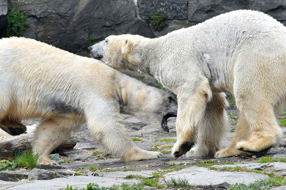 Sonst spielen die Eisbären gern miteinander. Mittlerweile zeigt Tonja kein Interesse an Wolodja.