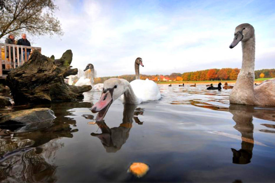 Es gibt kaum noch Schwäne am Obersee. Ein Großteil ist bereits an der Vogelgrippe gestorben.