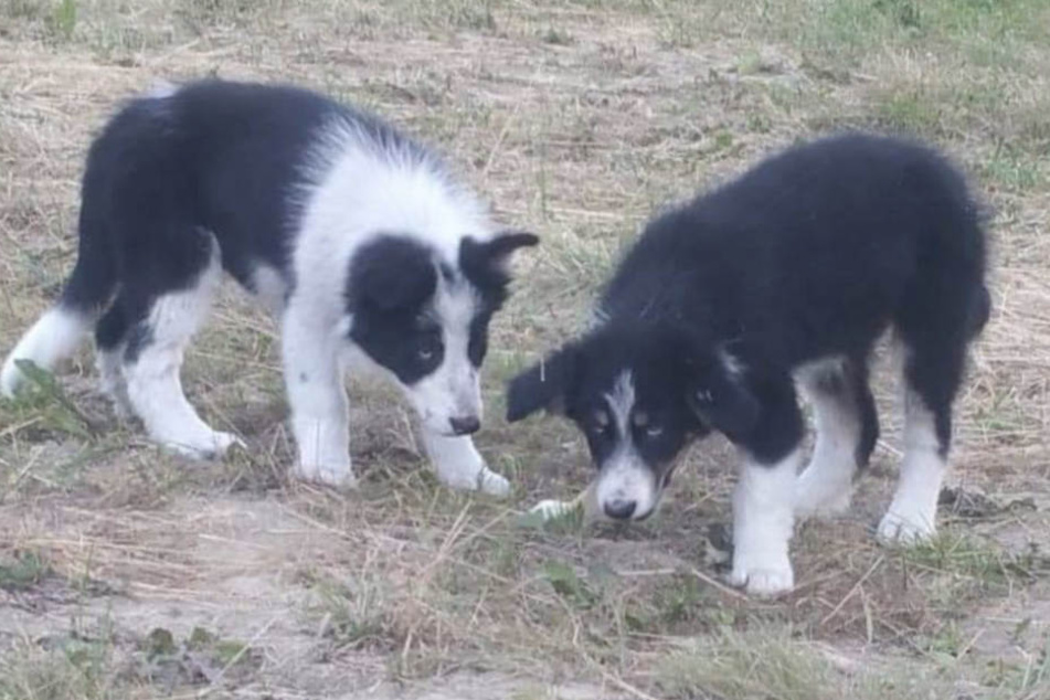 Ängstlich blicken die beiden kleinen Collies in die Kamera.