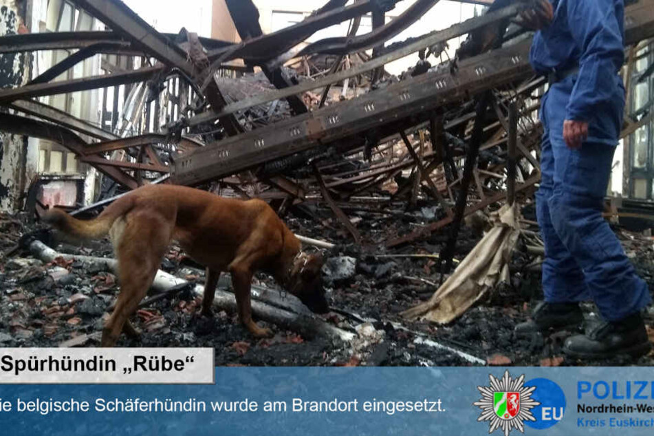 Eine Spürhündin bei der Arbeit.