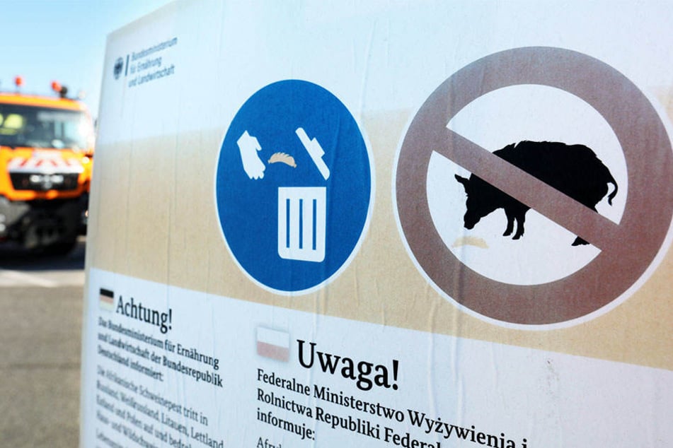 Ein Ausbruch der Afrikanischen Schweinepest bei Hausschweinen könnte Schlimmes für Deutschlands Wirtschaft bedeuten.