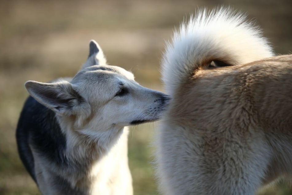 "Wer bist du?" Das erfährt der Hund, wenn er am Hinterteil schnüffelt.