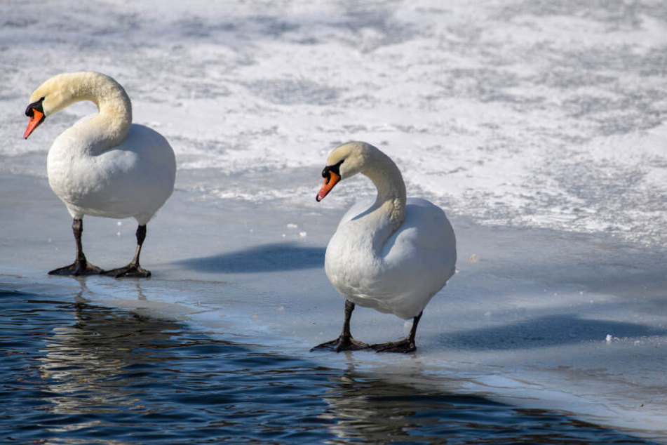 Zwei Schwäne stehen am Rand der Eisfläche auf dem zugefrorenen NymphenburgerKanal vor dem Nymphenburger Schloss in München.