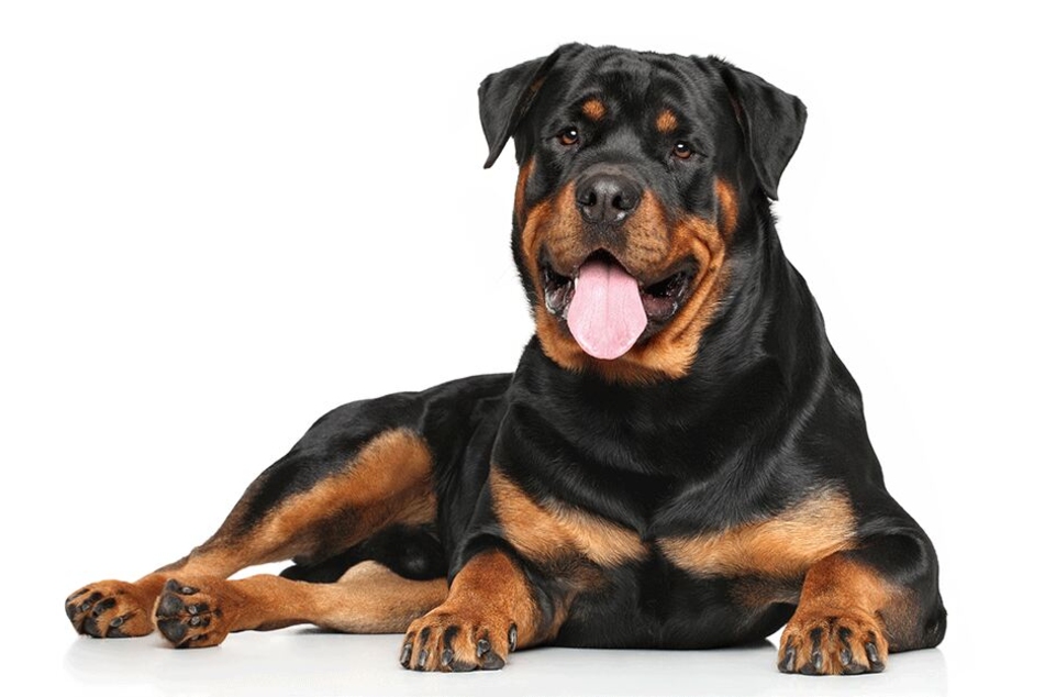 Der Rottweiler Tyson wurde von Sean McGinnes bestialisch erwürgt. (Symbolbild)
