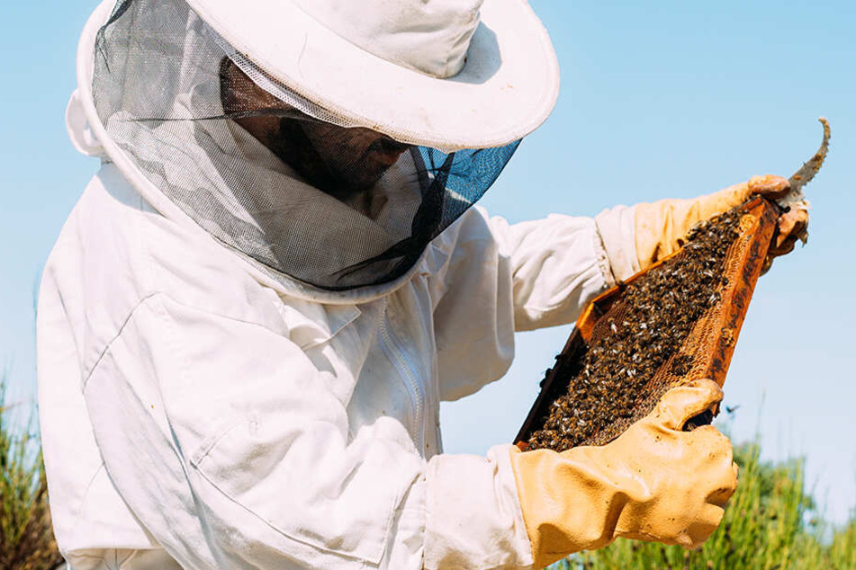 Mysteriöses Massensterben! Verkrüppelte Bienen durch Pestizide?