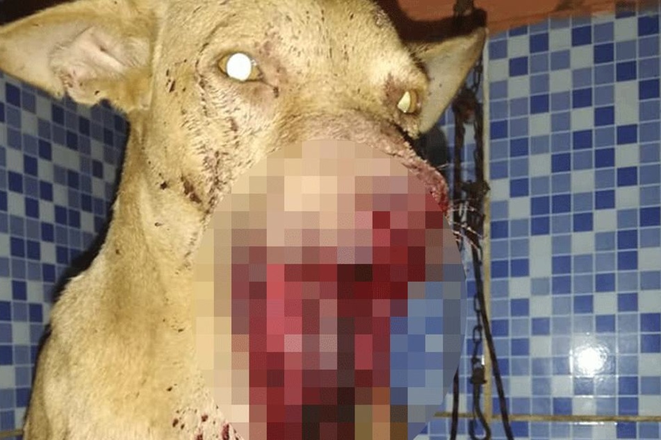Der Hund blutete stark aus dem Maul.