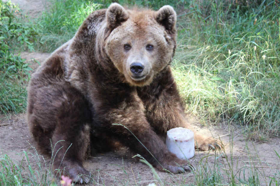 In der freien Wildbahn werden Bären gerade einmal zwischen 20 und 30 Jahre alt. Braunbärdame Susi wurde 38.