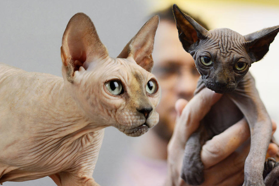 Tierquäler haben normale Katzen rasiert, um sie als Sphynx (siehe Bild) zu verkaufen.